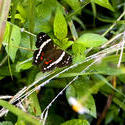 1675-Butterfly